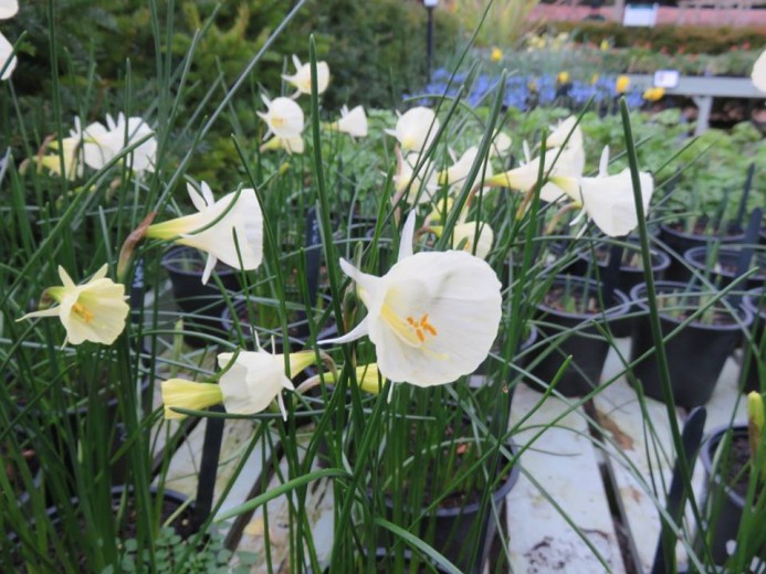 Mothering Sunday Mothering Sunday