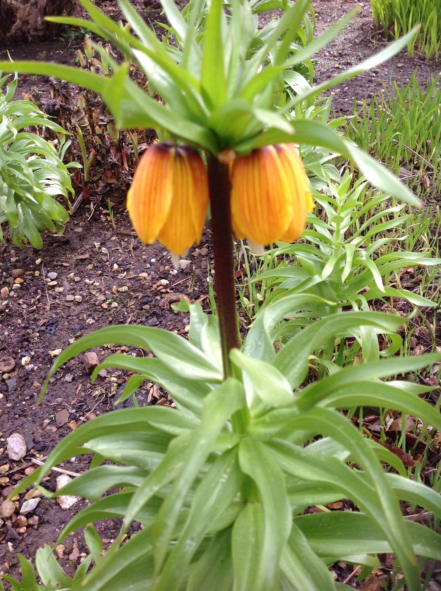 17389093_1450413525031358_7052143138843639828_o Rare plant