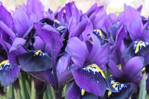 The Language of Flowers