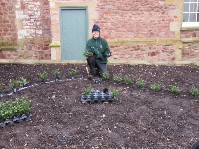 The Royal Border planting