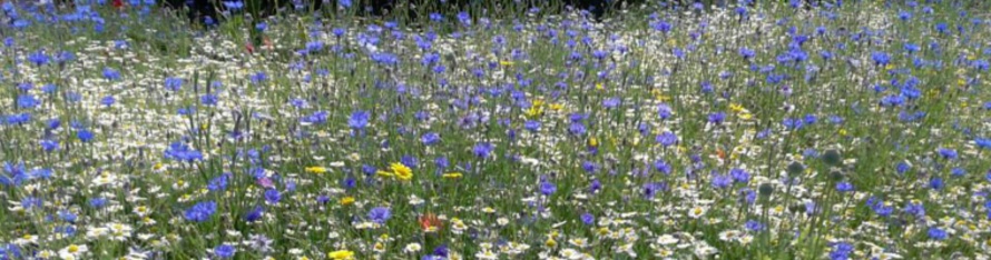 meadow flowers.jpg