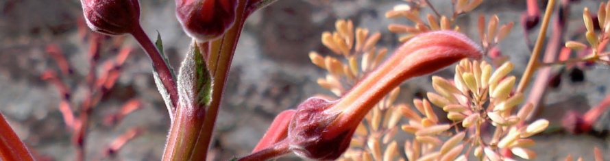 Red hue gardens header.jpg