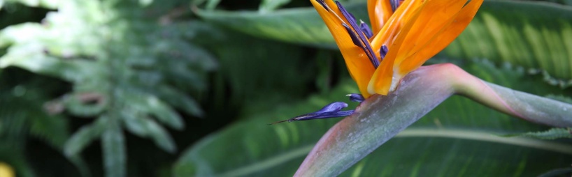 Bird-of-paradise.jpg