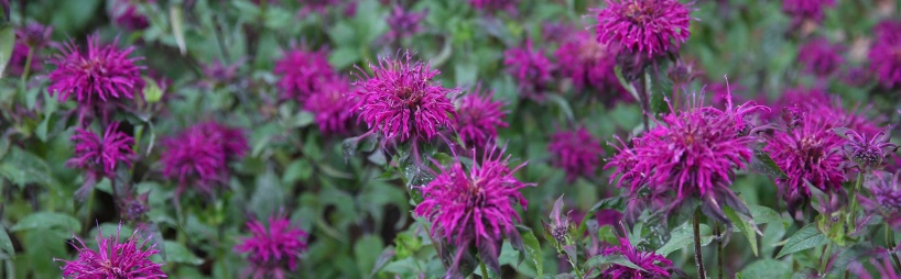 Purple-flowers.jpg