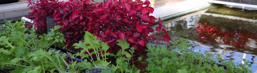 Aquaponics.jpg