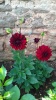Dahlias in June